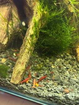 Krevety red cherry - 2