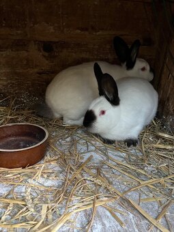 Kalifornský černý - 2