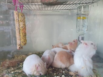 Křeček syrský zlatý - 2