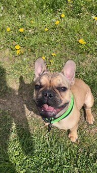 Francouzský buldoček - 2
