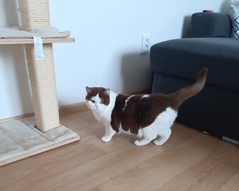 Britské kočičky - 2