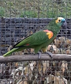 Amazoňan modročelý - 2