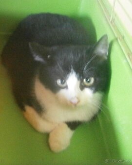 Černobílý, 3-4měsíční zatím nesmělý Toby hledá domov. - 2