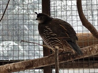 Křepel kalifornský - 2