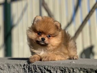 Pomeranian pomik - 2