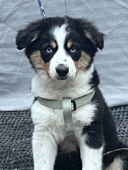 Australský ovčák - miniaturní americký - 2