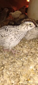 Křepelka japonská - 2