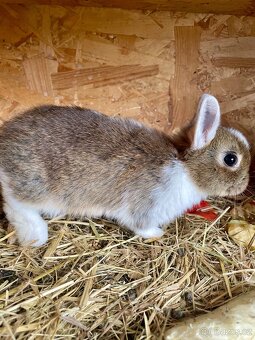 Zakrslý králík - 2