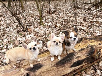 Školka pro psy, hlídání - 2