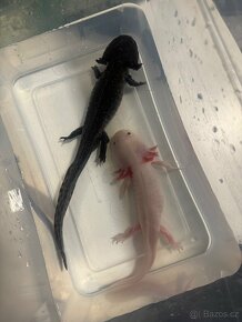 Axolotl mexický + akvárium - 2