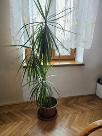 Pokojová rostlina Dracena - 2
