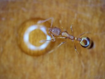 Mravenec faraon (Monomorium pharaonis) - 2