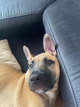 Stafford bull terrier - 2