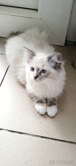 Ragdoll koťátka - 2