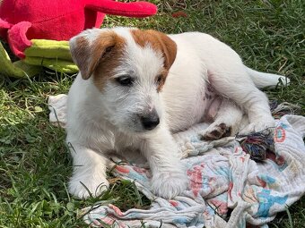 Jack Russell teriér s PP - 2