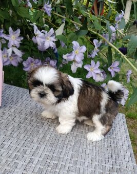 Shih - tzu Shih tzu - 2
