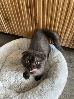 Skotská klapouchá kočička, kotě, scottish smoke grey. - 2