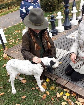 Ohař - prodej štěňat - 2