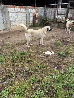 Kangal - 2