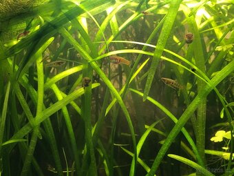 Neoheterandria elegans (Živorodka sličná) - 2