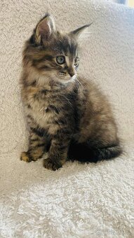 Mainská Mývalí, Maine Coon - 2