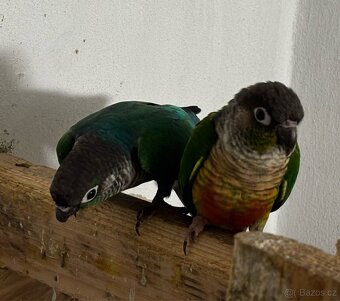 Pár pyrur zelenolicí tyrkys - 2