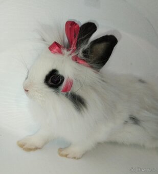Zakrslý králíček bez PP samička Olivie - 2