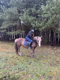 Klisna ponyho typu - 2