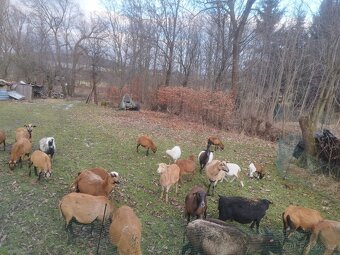 Kamerunské ovce - 2