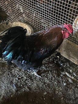 Kohout,slepice,kur domácí - 2