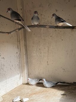 Holoubek Diamantový - 2