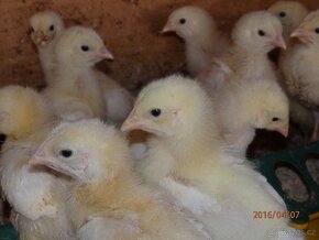 Brojlerová kuřata COBB 10 denní - 2