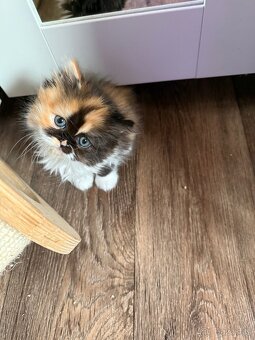 Minuet/munchkin - 2