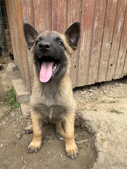 Belgický ovčák Malinois - 2