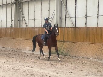 3letý hřebec (Heartvit ZH x Kannan) - 2