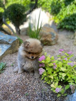 Pomeranian pes a fenka s PP - 2