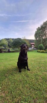 Labrador - 2