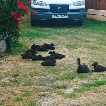 Indický běžec - 2