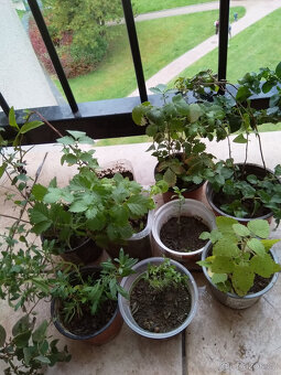 Nyní sázet,bylinky na skalku, středomořská zahrádka sazenice - 2