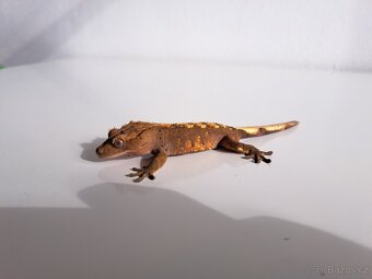 pagekon řasnatý samec - 2