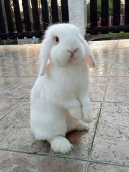 Volná samička - Anglický Zakrslý Beránek MiniLop🍑🧡🤍 - 2