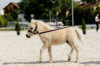 Shetland pony v mini typu- hřebečci - 2