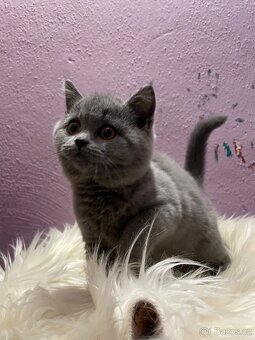 Britská modrá krátkosrstá koťata s pp - 2