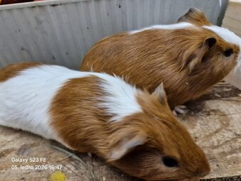 Daruji morčátko - 2