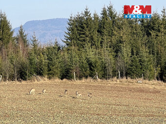 Prodej zahrady, 6000 m², Hronov - 2