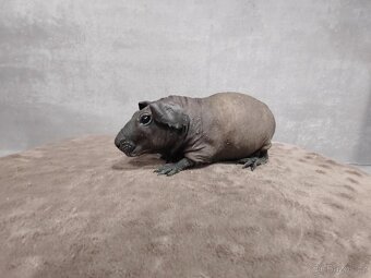 Morče - Baldwin, Cuy, Lunkarya-peruánec - 2