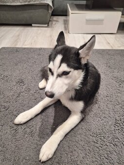 Prodam Sibiřského Huskyho - 2