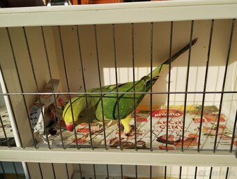 Alexandr malý HO - 2