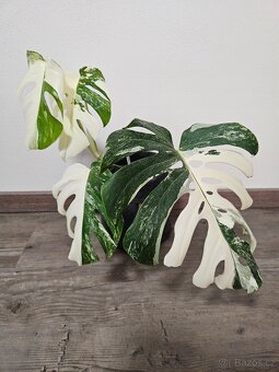 Monstera deliciosa albo variegata - 2