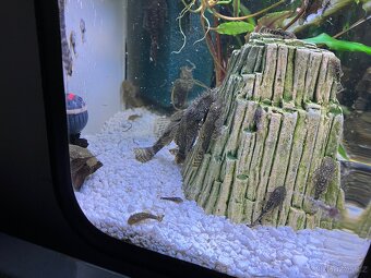 Ancistrus sp. - 2